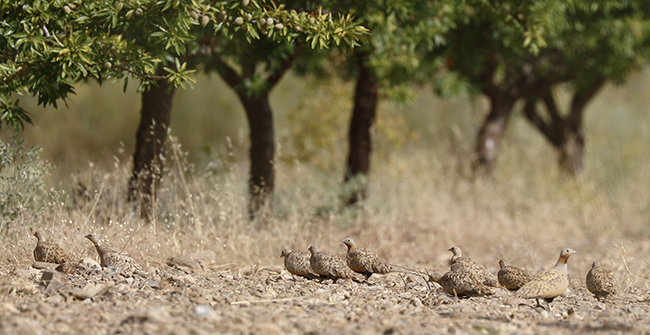 Grupo de gangas ortegas. Los nuevos cultivos de leñosas en regadío, como los almendros de la fotografía, están detrás de la fuerte regresión que están sufriendo en Andalucía esta especie y otras de aves esteparias (foto: Francisco C. Parody).

