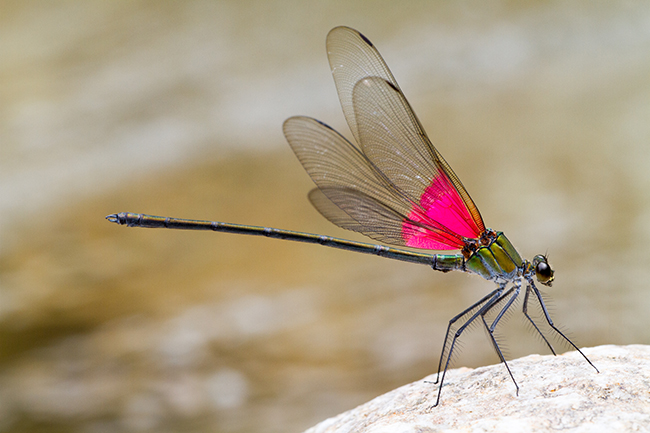 Archineura incarnata es un caballito del diablo endémico de China que se ha especializado en capturar presas a orillas de los arroyos (foto: Adolfo Cordero).

