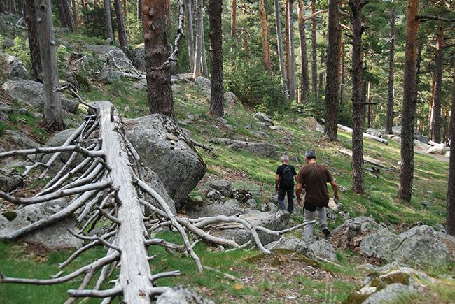 Dos colaboradores de LIFE RedBosques caminan por la umbría de Siete Picos, en lo más alto de los bosques de Valsaín (Segovia). Foto: Javier Donés.

