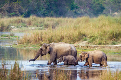 Grupo familiar de elefantes asiáticos en el Parque Nacional de Bardiya (Nepal). Foto: Paco Como / Shutterstock.

