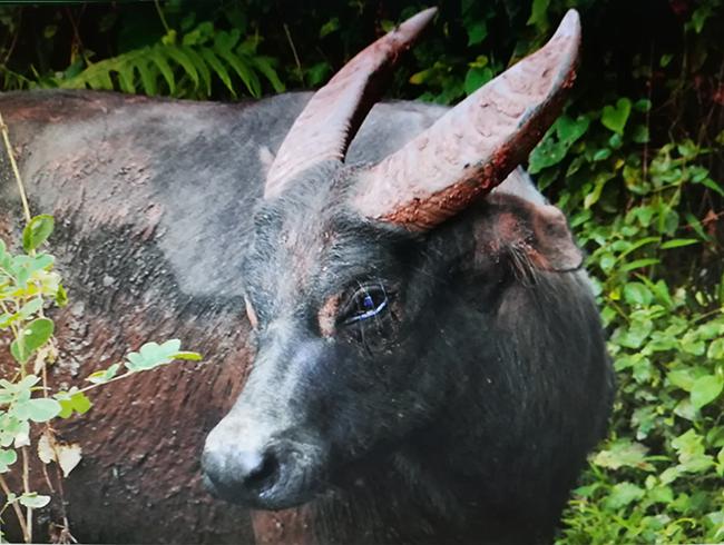 Primer plano de un tamarao fotografiado en el Parque Nacional Montes Iglit-Baco, en la isla filipina de Mindoro (foto: Gregg Yan / Wikicommons).

