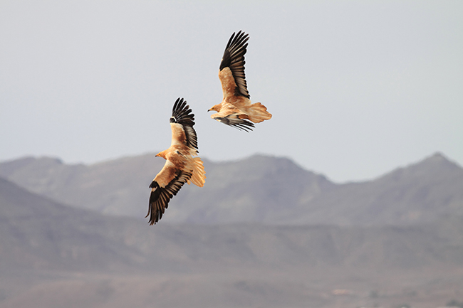 Dos alimoches adultos en vuelo en Fuerteventura. El ejemplar de la izquierda porta un emisor al dorso (foto: Julio Roldán).

