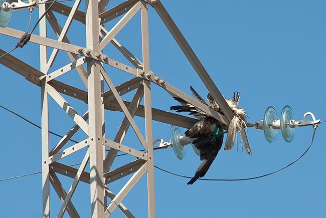 Milano real inmaduro muerto por electrocución. Este ejemplar, marcado con marcas alares -de color verde- y con emisor de radio, formaba parte de un estudio para determinar las causas de mortalidad de esta especie amenazada en Menorca (foto: Félix de Pablo).

