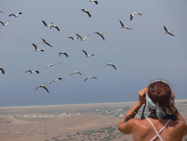 Una ornitóloga cuenta un bando de cigüeñas en migración en el observatorio de Cazalla, en Tarifa (Cádiz).


