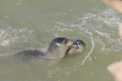 Hembra de foca monje con su cría en la colonia norteafricana de Cabo Blanco (foto: Miguel Ángel Cedenilla).