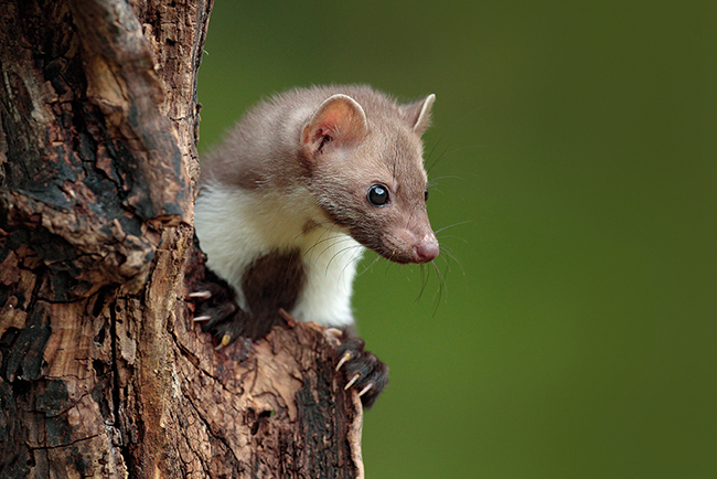 Una garduña se asoma tras el tronco de un árbol (foto: Ondrej Prosick / Shutterstock).