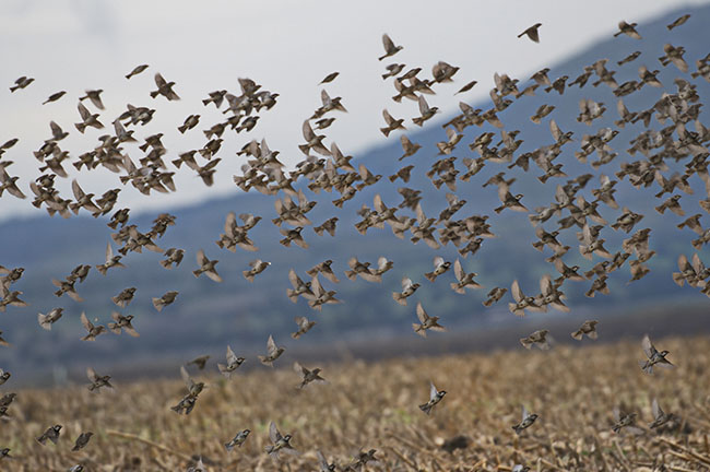 Bando de gorriones levantando el vuelo en un sembrado (foto: Domingo Rivera).