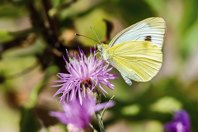 La blanquita de la col (Pieris rapae) ha resultado ser la mariposa más abundante en las ciudades de Madrid y Barcelona (foto: Fabio Lotti / Shutterstock

