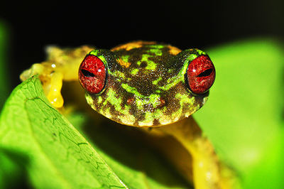 La quitridriomicosis ha sido recientemente detectada en Duellmanohyla soralia, una rana arborícola centroameriana, catalogada como 'En peligro' en la Lista Roja de la IUCN (foto: Jon Kolby).


