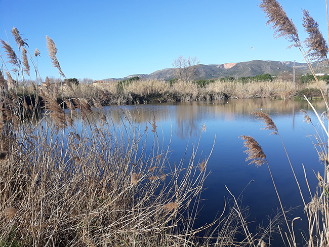 Panorámica de parte del humedal de l'Olla del Rei, en el delta del Llobregat (Barcelona).