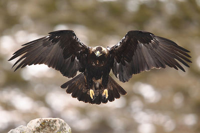 Águila imperial adulta en vuelo (foto: Paolo-manzi / Shutterstock).