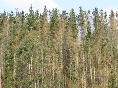 Pinos de Monterrey secos en un monte vasco debido a la enfermedad de la banda marrón (foto: Sociedad Ornitológica Lanius).

