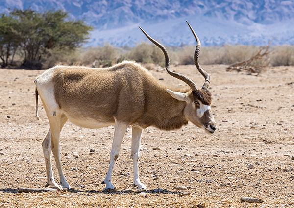 Ejemplar de antílope addax en una reserva de Israel (foto: Sergei25 / Shutterstock).