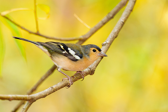 Macho de Fringilla coelebs bakeri, la subespecie de pinzón vulgar endémica de Gran Canaria que ha sido recientemente descrita (foto: Miguel Ángel Peña).

