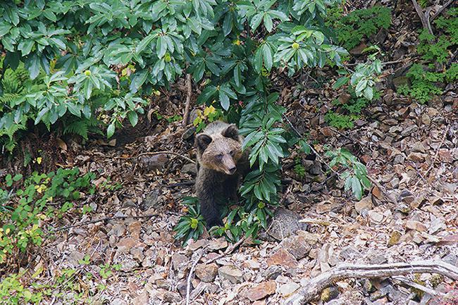 Oso pardo bajo un castaño en Asturias. Esta especie inspira muy diferentes sentimientos en la Cordillera Cantábrica y en el Pirineo (foto: Juan Aceituno / Shutterstock).