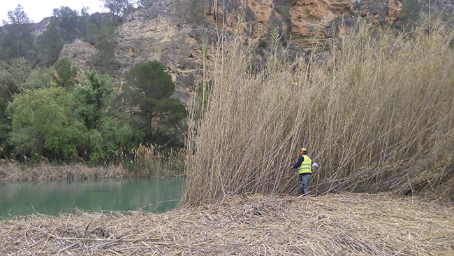 Un operario usa una moto-desbrozadora manual para eliminar una zona de cañas a orillas del río Segura, en una acción del proyecto LIFE+ Ripisilvanatura (foto: Ricardo Zarandona / Typsa).
