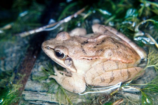 Macho de rana ágil. La amplitud del tímpano y su proximidad al ojo, así como la coloración dorsal típica, beige claro, son rasgos característicos de esta especie (foto: Alberto Bergerandi).