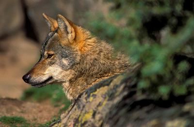 Primer plano de un lobo ibérico en cautividad (foto: Jorge Sierra).