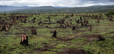 Tocones de un antiguo bosque de Madagascar destruido para extraer madera y ganar terreno agrícola (foto: Dudarev Mikhail / Shutterstock.com).

