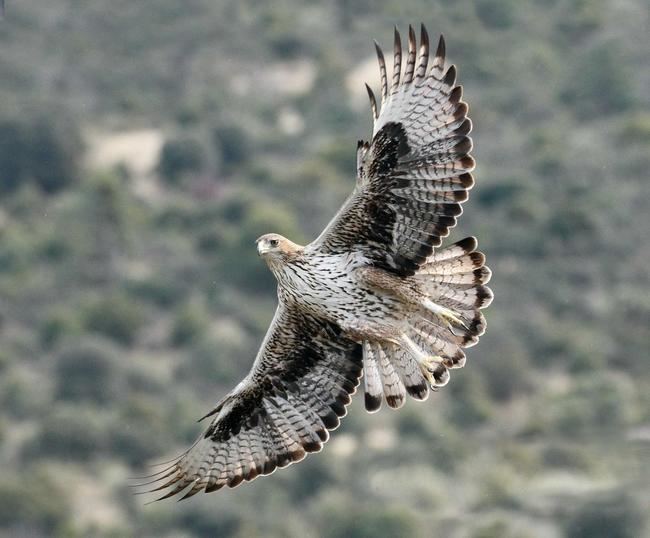 El macho de águila de Bonelli Bélmez, en vuelo. Este ejemplar forma parte de la primera pareja reintroducida de su especie que ha logrado criar en la Comunidad de Madrid (foto: Sergio de la Fuente / Grefa).

