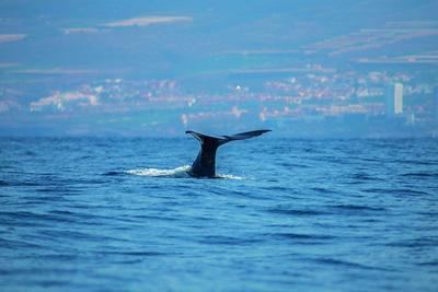 Un cachalote se sumerge junto a la costa de Adeje, al sur de Tenerife (foto: Pablesku / Shutterstock).


