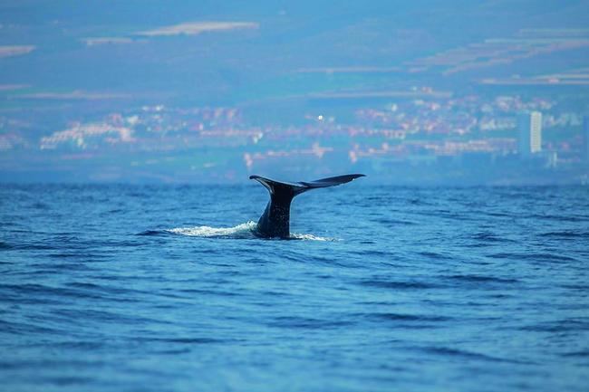 Un cachalote se sumerge junto a la costa de Adeje, al sur de Tenerife (foto: Pablesku / Shutterstock).


