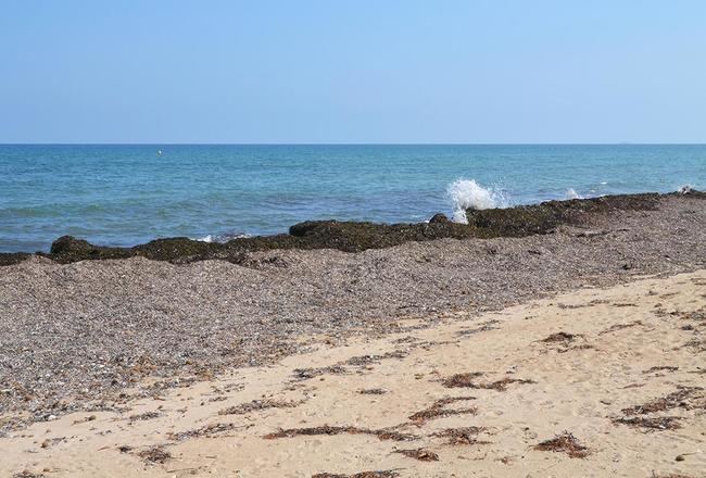 Acumulación de hojas secas de posidonia en una playa de Denia (Alicante). Foto: Joanbanjo / Wikicommons.

