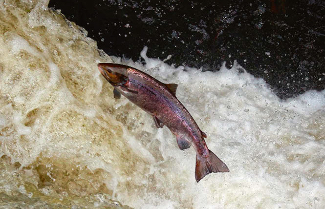 Un salmón salta fuera del agua para remontar un río (foto: Mark Caunt / Shutterstock).


