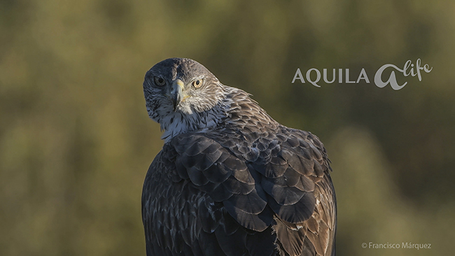 Imagen promocional del vídeo sobre el proyecto AQUILA a-LIFE (foto: Francisco Márquez).


