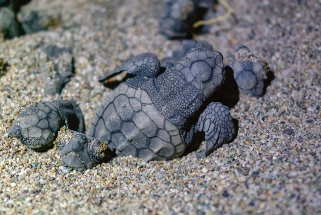 Varias crías de tortuga boba emergen de su nido en una playa de puesta de la especie (foto: Igor Batenev / Shutterstock).


