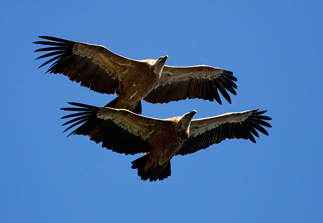 Dos buitres leonados en vuelo fotografiados en la zona del estrecho de Gibraltar (foto: John Wright).