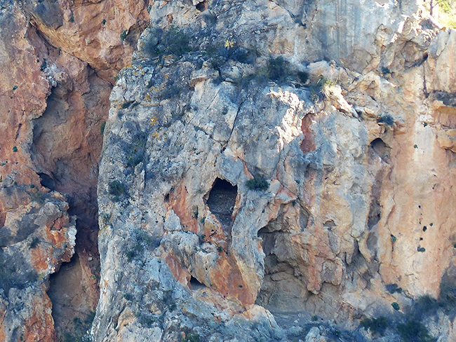 Emplazamiento del antiguo nido de quebrantahuesos en una cavidad de sierra de la Cresta del Gallo, cerca de la ciudad de Murcia (foto: Francisco Montoro).


