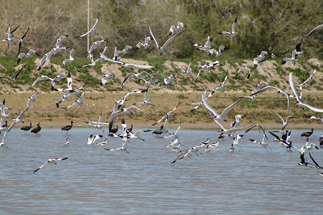 Grupo de diversas especies de aves, entre ellas pagazas piquirrojas, avocetas comunes, cigüeñuelas comunes y moritos, en el vaciadero de Butano, en el bajo Guadalquivir (foto: Javier Manzano).

