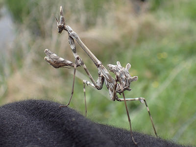 Mantis de la especie Empusa pennata, fotografiada en el Biomaratón 2019 en Pamplona (foto: Txalen Galina Gaiton).