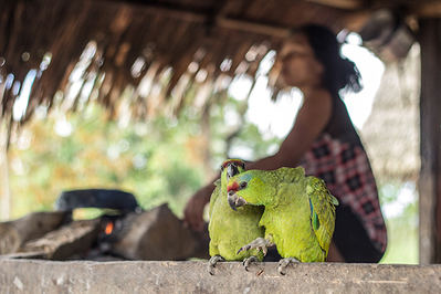 Dos ejemplares de amazona festiva mantenidos en una comunidad indígena en Perú (foto: Juan Carlos Huayllapuma / CIFOR).