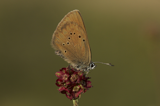 Mariposa hormiguera oscura sobre Sanguisorba officinalis, su planta nutricia.