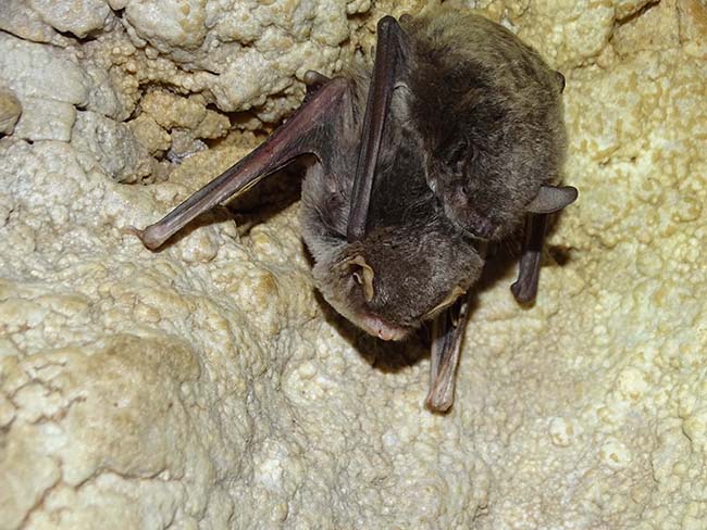 Ejemplares de murciélago de cueva y murciélago ratonero patudo, uno encima de otro, en la ZEC 'Cueva de las Yeseras' (Santomera, Murcia). Foto: Anse.


