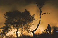 Incendios forestales: 
el precio de no actuar