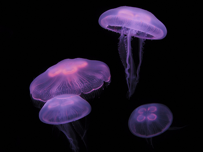 Medusas de la especie Aurelia aurita, habitual en las costas andaluzas (foto: thefontbandit / Shutterstock).

