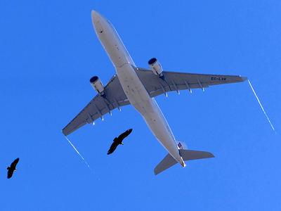 Dos buitres leonados vuelan cerca de un Airbus 330 poco después de despegar del aeropuerto de Madrid-Barajas (foto: Álvaro Camiña).

