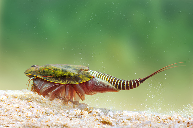 El pequeño crustáceo branquiópodo Triops cancriformis es una especie emblemática de los estanques temporales mediterráneos y una de las más beneficiadas por la restauración del Lavajo del Tío Bernardo en Sinarcas, provincia de Valencia (foto: Benjamín Albiach).


