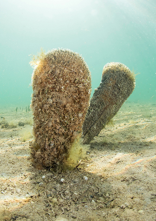 Nacras pertenecientes a la población del Mar Menor, en el litoral murciano (foto: F. Javier Murcia)