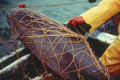 Vaquita atrapada en una red de pesca en el Alto Golfo de California en los años noventa (foto: Christian Faesi y Omar Vidal / Archivo NOAA Fisheries West Coast).