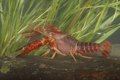 Ejemplar de cangrejo rojo americano bajo el agua (foto: José Luis Gómez de Francisco).