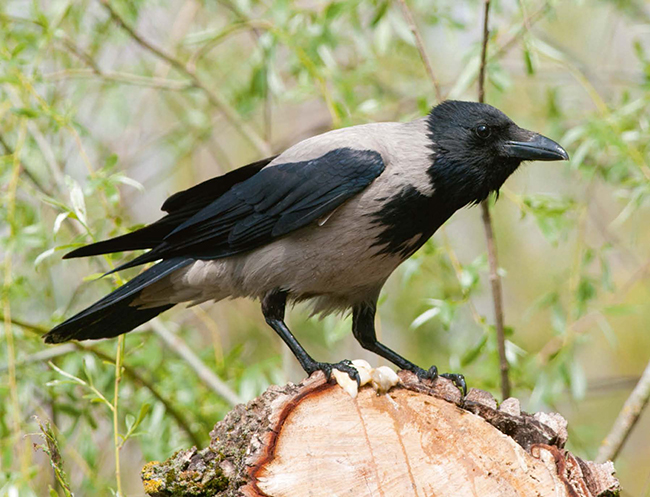 En 2017 se registró la primera cita de cría en España de corneja cenicienta, concretamente en el delta del Llobregat. En la imagen, ejemplar de esta especie (foto: iliuta goean / Shutterstock).
