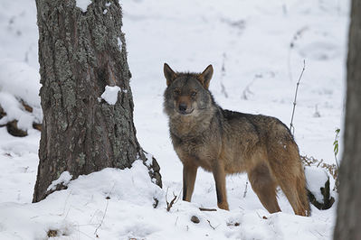 Lobo ibérico en un paisaje nevado (foto: José Luis Gómez de Francisco).