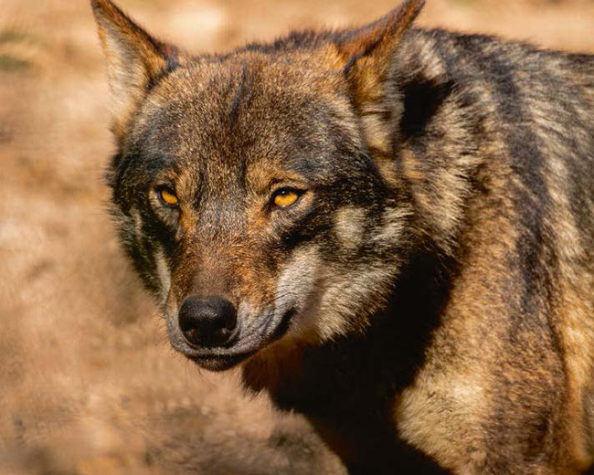 El lobo ibérico es el protagonista del documental de Chisco Lema (foto: Carlos Calvo / Shutterstock).

