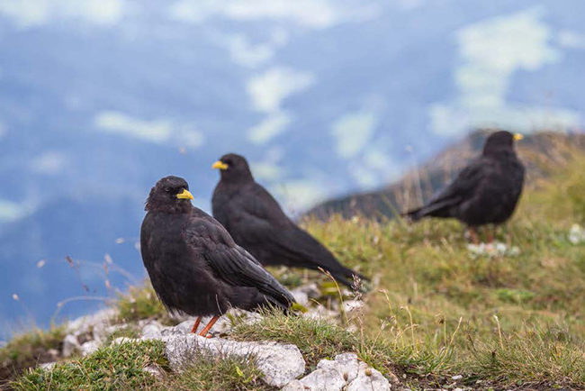 Varias chovas piquigualdas en un pastizal de montaña de los Alpes de Austria (foto: styko / Wikicommons).