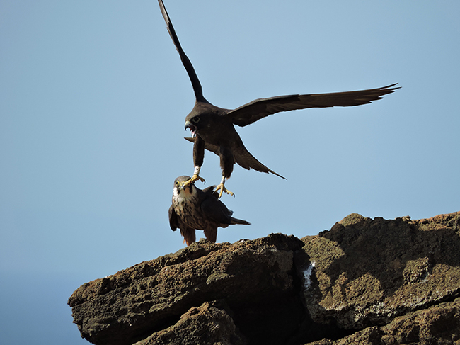 Pareja de halcón de Eleonor defendiendo su nido. El macho, de morfo blanco, permanece posado, mientras que la hembra, de morfo oscuro, levanta el vuelo (foto: Marc Majem Bofill).

