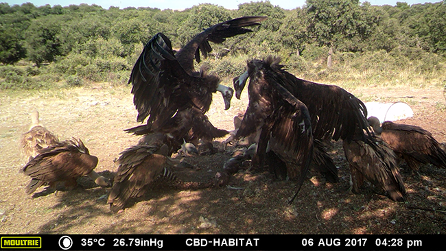 Buitres negros y leonados se alimentan de un cadáver de cabra en un área monitorizada por LIFE Feeding Scavengers mediante fototrampeo (foto: Fundación CBD-Hábitat).


